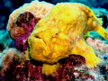   Captain Dons Habitat Bonaire  